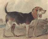 Beagle fra 1800-tallet